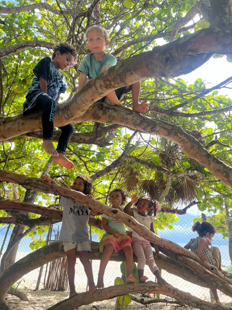 Niños trepando un gran árbol